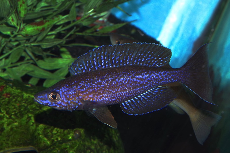 Cyprichromis microlepidotus 'Kilila'